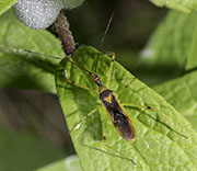 Insect